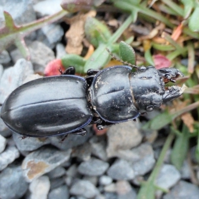Carenum sp. (genus) (Predatory ground beetle) at Rugosa - 24 Jun 2022 by SenexRugosus