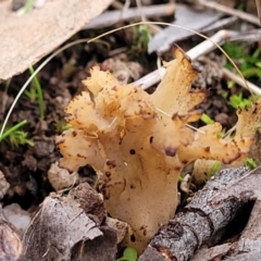 Unidentified Coralloid fungus, markedly branched at Bruce, ACT - 24 Jun 2022 by trevorpreston