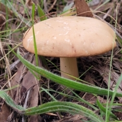 Unidentified Cap on a stem; gills below cap [mushrooms or mushroom-like] at Bruce, ACT - 24 Jun 2022 by trevorpreston