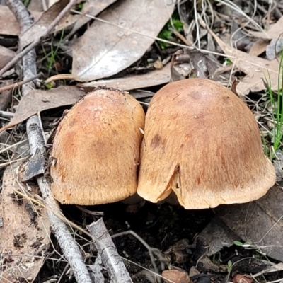 zz agaric (stem; gills not white/cream) at Gossan Hill - 24 Jun 2022 by trevorpreston