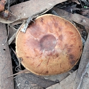 zz agaric (stem; gills not white/cream) at Bruce, ACT - 24 Jun 2022 04:00 PM