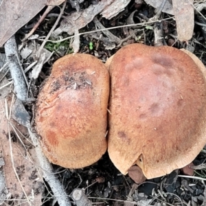 zz agaric (stem; gills not white/cream) at Bruce, ACT - 24 Jun 2022 04:00 PM