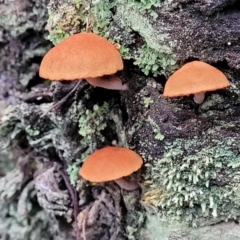 Unverified Cap on a stem; gills below cap [mushrooms or mushroom-like] at Bruce, ACT - 24 Jun 2022 by trevorpreston