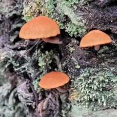 Unidentified Cap on a stem; gills below cap [mushrooms or mushroom-like] at Bruce Ridge to Gossan Hill - 24 Jun 2022 by trevorpreston