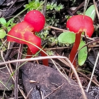 Hygrocybe sp. ‘red’ (A Waxcap) at Bruce, ACT - 24 Jun 2022 by trevorpreston