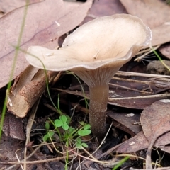 Clitocybe s. l. at Bruce, ACT - 24 Jun 2022 by trevorpreston