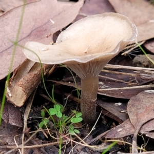 Clitocybe s. l. at Bruce, ACT - 24 Jun 2022 03:55 PM