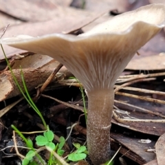 Clitocybe s. l. at Bruce, ACT - 24 Jun 2022 03:55 PM