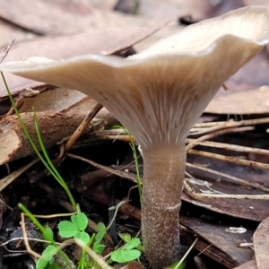 Clitocybe s. l. at Bruce, ACT - 24 Jun 2022