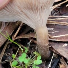 Clitocybe s. l. at Bruce, ACT - 24 Jun 2022 03:55 PM