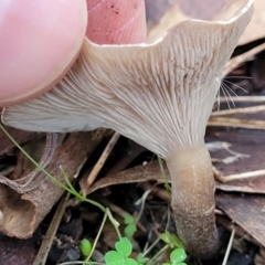 Clitocybe s. l. at Bruce, ACT - 24 Jun 2022 03:55 PM