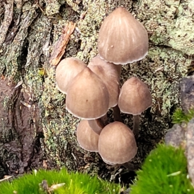 Mycena sp. (Mycena) at Bruce, ACT - 24 Jun 2022 by trevorpreston