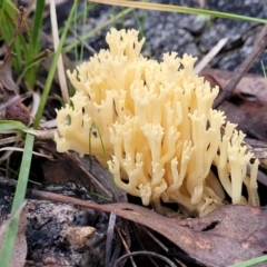 Ramaria sp. (A Coral fungus) at Bruce Ridge to Gossan Hill - 24 Jun 2022 by trevorpreston