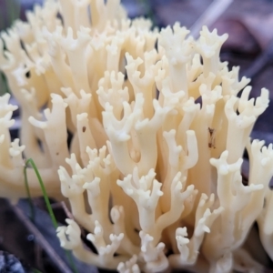 Ramaria sp. at Bruce, ACT - 24 Jun 2022