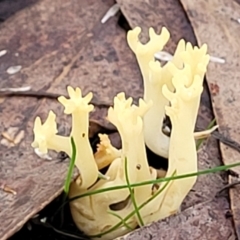 Ramaria sp. (A Coral fungus) at Bruce Ridge to Gossan Hill - 24 Jun 2022 by trevorpreston
