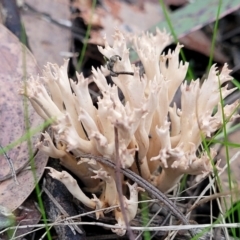 Unidentified Coralloid fungus, markedly branched at Bruce Ridge to Gossan Hill - 24 Jun 2022 by trevorpreston