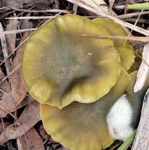 Cortinarius austrovenetus at Bruce, ACT - 24 Jun 2022