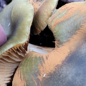 Cortinarius austrovenetus at Bruce, ACT - 24 Jun 2022