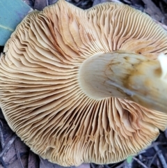 Dermocybe austroveneta at Bruce, ACT - 24 Jun 2022