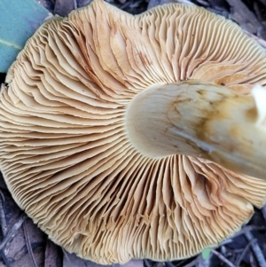 Dermocybe austroveneta at Bruce, ACT - 24 Jun 2022