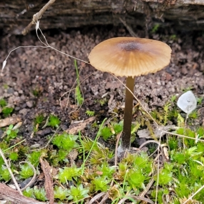 Unidentified Cap on a stem; gills below cap [mushrooms or mushroom-like] at Gossan Hill - 24 Jun 2022 by trevorpreston