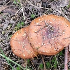 Cortinarius sp. (Cortinarius) at Bruce, ACT - 24 Jun 2022 by trevorpreston