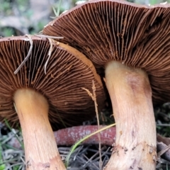 Cortinarius sp. at Bruce, ACT - 24 Jun 2022