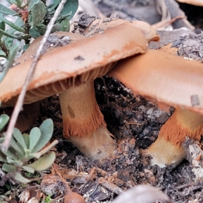 zz agaric (stem; gills not white/cream) at Bruce Ridge to Gossan Hill - 24 Jun 2022 by trevorpreston