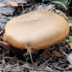 zz agaric (stem; gills not white/cream) at Bruce, ACT - 24 Jun 2022