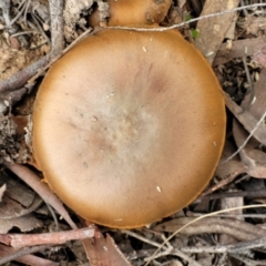 zz agaric (stem; gills not white/cream) at Bruce, ACT - 24 Jun 2022