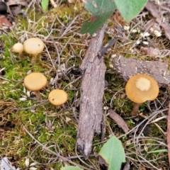 Galerina sp. at Bruce Ridge to Gossan Hill - 24 Jun 2022 by trevorpreston