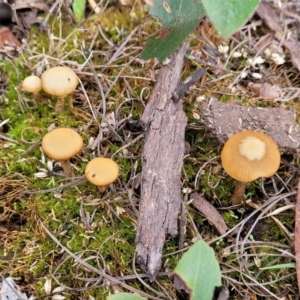 Galerina sp. at Bruce, ACT - 24 Jun 2022 03:43 PM