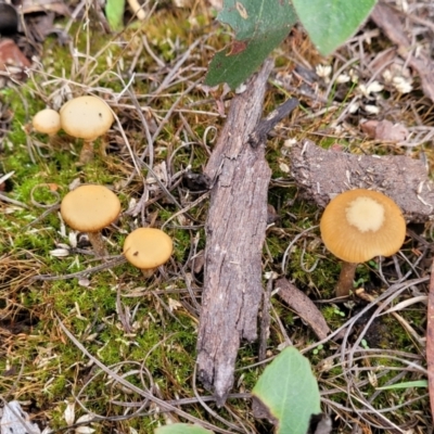 Galerina sp. at Bruce, ACT - 24 Jun 2022 by trevorpreston