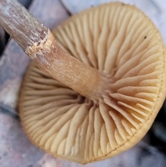 Galerina sp. at Bruce, ACT - 24 Jun 2022