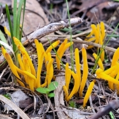 Clavulinopsis amoena (Yellow club) at Bruce Ridge to Gossan Hill - 24 Jun 2022 by trevorpreston