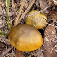 Cortinarius sp. (Cortinarius) at Bruce, ACT - 24 Jun 2022 by trevorpreston