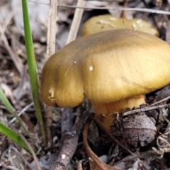 Cortinarius sp. at Bruce, ACT - 24 Jun 2022