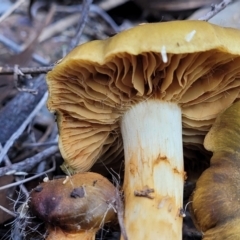 Cortinarius sp. at Bruce, ACT - 24 Jun 2022