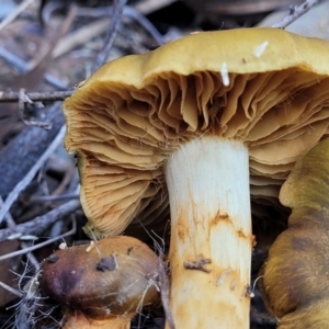 Cortinarius sp. at Bruce, ACT - 24 Jun 2022