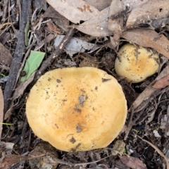 Unidentified Cap on a stem; gills below cap [mushrooms or mushroom-like] at Bruce, ACT - 24 Jun 2022 by trevorpreston