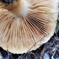 Cortinarius sp. at Bruce, ACT - 24 Jun 2022