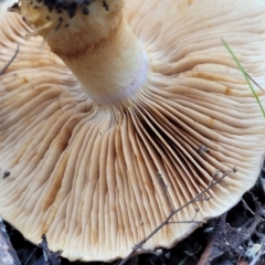 Cortinarius sp. at Bruce, ACT - 24 Jun 2022