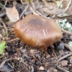 Cortinarius sp. (Cortinarius) at Bruce Ridge to Gossan Hill - 24 Jun 2022 by trevorpreston