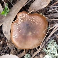 Cortinarius sp. at Bruce, ACT - 24 Jun 2022 03:36 PM