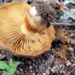 Cortinarius sp. at Bruce, ACT - 24 Jun 2022 03:36 PM