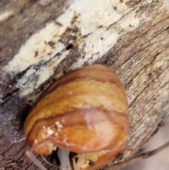 Lenkunya virgata (Brown-streaked planarian) at Bruce Ridge to Gossan Hill - 24 Jun 2022 by trevorpreston