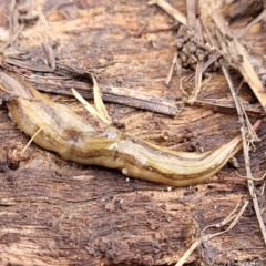 Lenkunya virgata (Brown-streaked planarian) at Bruce Ridge to Gossan Hill - 24 Jun 2022 by trevorpreston