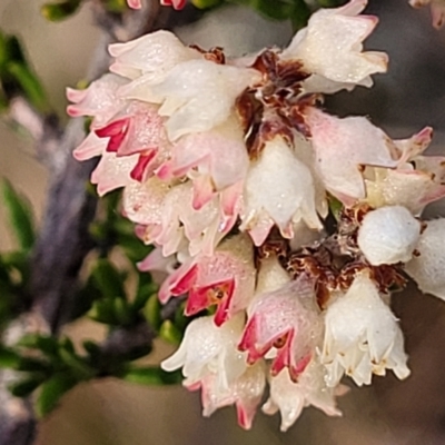 Cryptandra sp. Floriferous (W.R.Barker 4131) W.R.Barker at Bruce, ACT - 24 Jun 2022 by trevorpreston