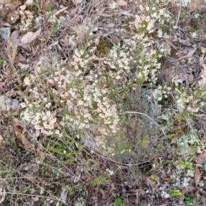 Cryptandra sp. Floriferous (W.R.Barker 4131) W.R.Barker at Bruce, ACT - 24 Jun 2022