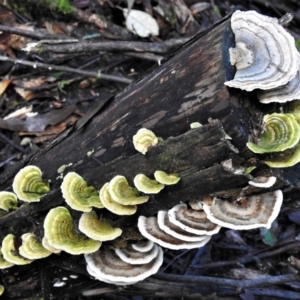 Trametes versicolor at Paddys River, ACT - 22 Jun 2022